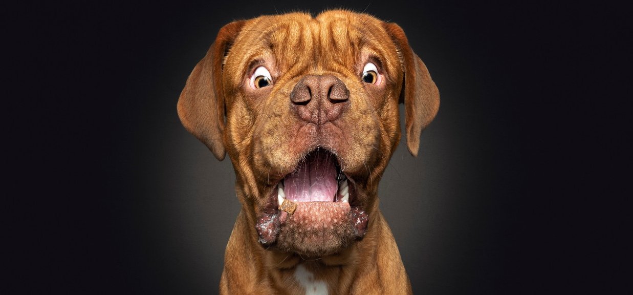Kezdd 2022-t a világ legcukibb képeivel, amin éppen kutyusok kapnak el jutalomfalatokat – galéria