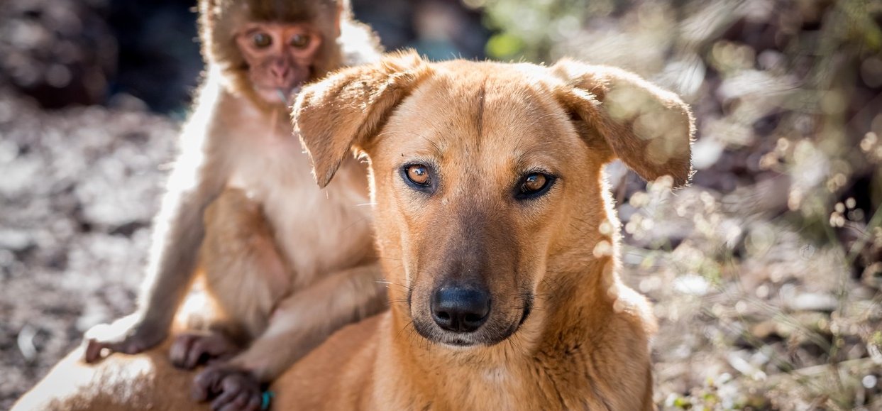 Állati barátság: mindentől megvédi a kismajmát ez a kutyus - galéria