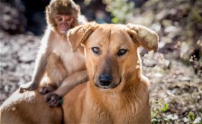 Állati barátság: mindentől megvédi a kismajmát ez a kutyus - galéria