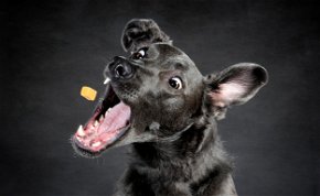 A nap legviccesebb képei: nézd meg, milyen mókás fejet vágnak a kutyusok, mikor sajtot dobnak nekik - galéria