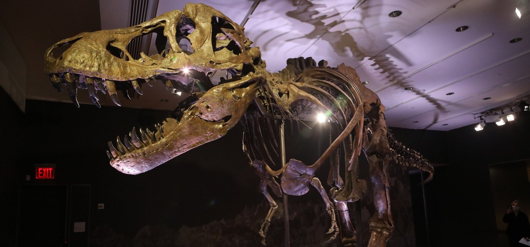 Kiderült hol látható majd a 32 millió dolláros T-rex csontváz – galéria