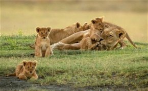 A nap legcukibb képei: íme az oroszlán anyuka, akit nem hagynak aludni a kölykei
