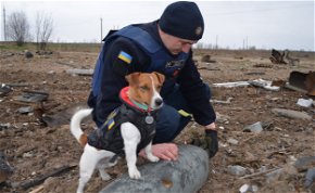 Egy kiskutya lett az orosz-ukrán háború hőse - Elképesztő, amit csinál!