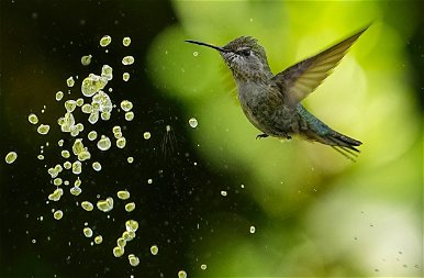 A természet csodái: egy kolibri és a vízcseppek tánca