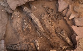 Csaknem egy tucat  krokodilmúmiát találtak egy egyiptomi sírban
