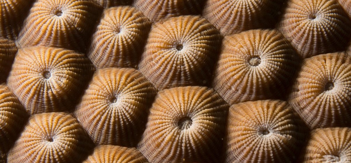 A természet apró csodái: A méhsejtes korall a vízi világ geometriai kirakója