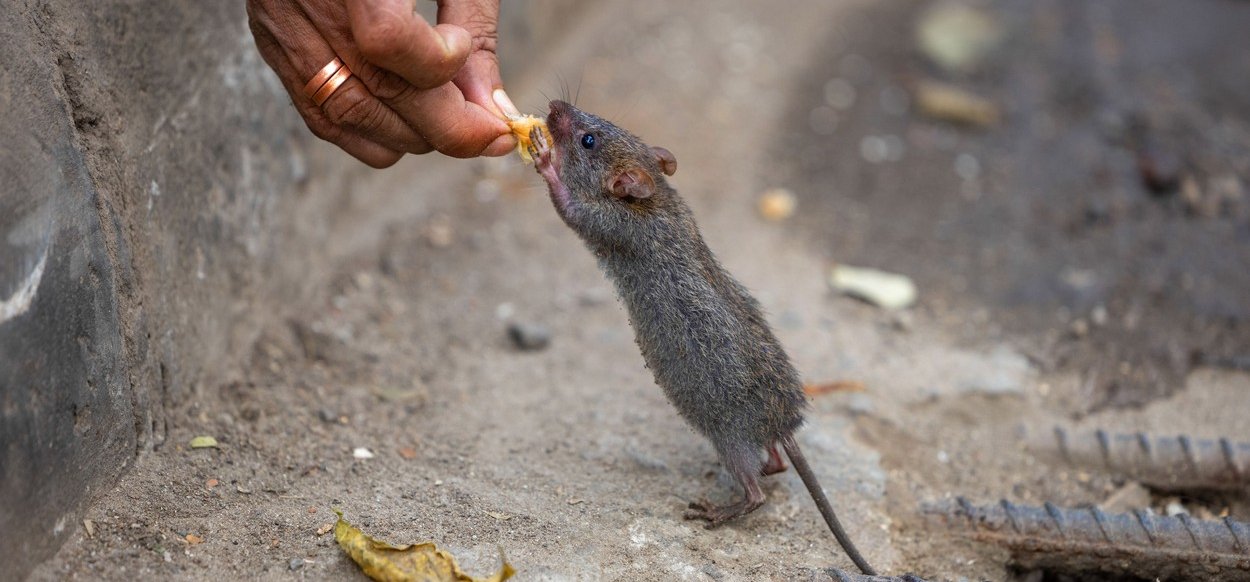 A patkányok is tudnak cukik lenni, csak egy kis csemege és kedvesség kell hozzá