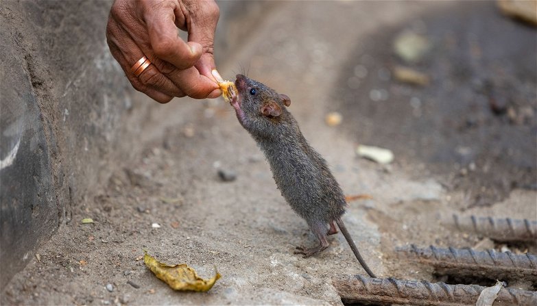 A patkányok is tudnak cukik lenni, csak egy kis csemege és kedvesség kell hozzá
