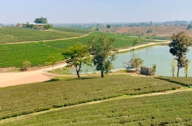 Az Aranyháromszög és a thaiföldi tea vidéke