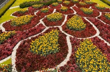 A Hollandiát idéző tulipánkert Vietnámban
