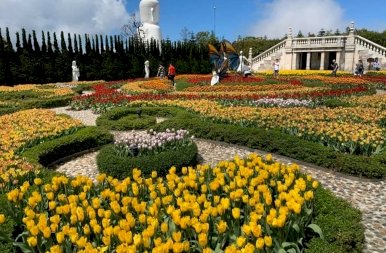 A Hollandiát idéző tulipánkert Vietnámban