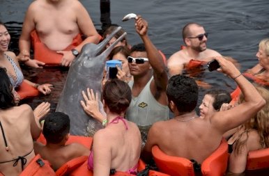 Az amazonasi pirulós delfin és az indián „tábor”