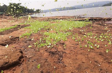 Zöld pillangók ezrei rajzanak Thaiföld északi partján