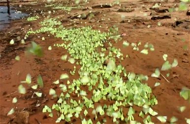 Zöld pillangók ezrei rajzanak Thaiföld északi partján