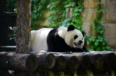 Nézd meg, milyen cukin szunyókálnak a pekingi állatkert pandái!