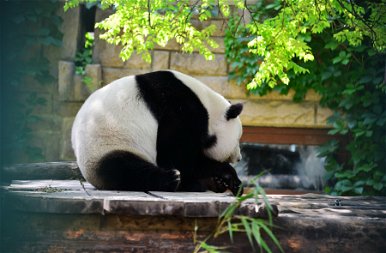 Nézd meg, milyen cukin szunyókálnak a pekingi állatkert pandái!