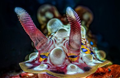 Indonéziai csoda – állatok a mélyben