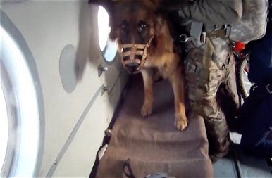 Hihetetlen: Putyin ejtőernyős harci kutyákat akar bevetni? – fotók