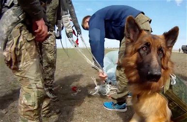 Hihetetlen: Putyin ejtőernyős harci kutyákat akar bevetni? – fotók