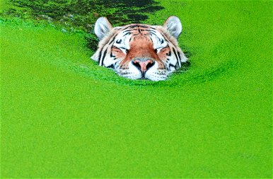 Mit keres ez a tigris a „spenóttengerben”? A válasz meglepő! – képek