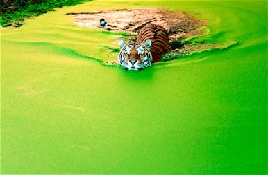 Mit keres ez a tigris a „spenóttengerben”? A válasz meglepő! – képek