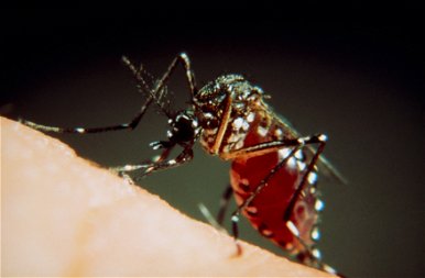 A szúnyogok igazi arca: nemcsak idegesítenek, de még rondák is – fotók