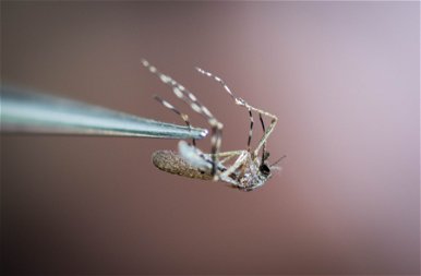 A szúnyogok igazi arca: nemcsak idegesítenek, de még rondák is – fotók