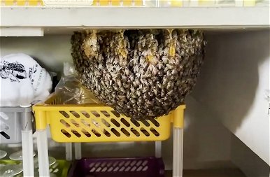 Méhek lepték el egy étterem konyháját, és nem is akarják kirakni őket - fotók
