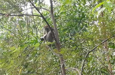 Félelmetes: egy vad majom elrabolt egy kölyökkutyát, és három napig fogva tartotta  – képek