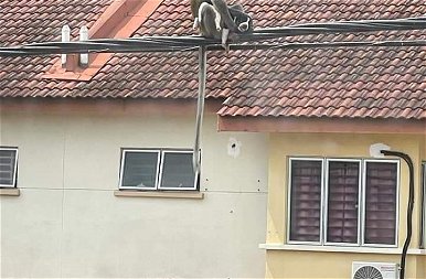 Félelmetes: egy vad majom elrabolt egy kölyökkutyát, és három napig fogva tartotta  – képek