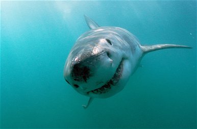 Még egy cápa és egy farkas is vidáman mosolyog az állatok világnapján – galéria