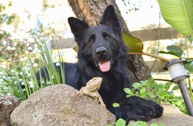 Ismerd meg a világ legcukibb kutyáját, aki képes mindenkivel barátságot kötni – galéria