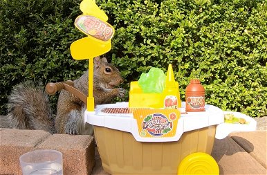 Valamiből meg kell élni: ilyen lenne, ha a mókusoknak is dolgozniuk kéne a mindennapi makkért – képek