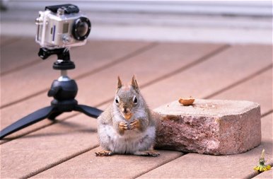 Valamiből meg kell élni: ilyen lenne, ha a mókusoknak is dolgozniuk kéne a mindennapi makkért – képek