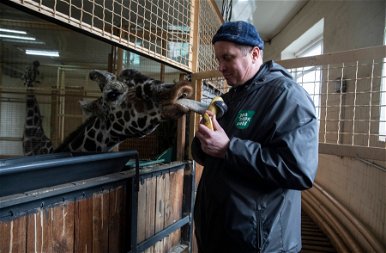 A háború miatt sok állat Magyarországra költözhet a kijevi állatkertből – fotók