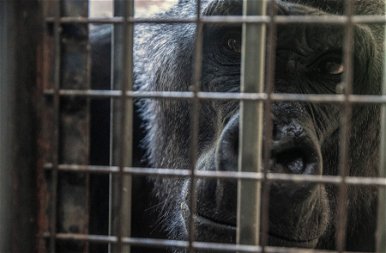 A háború miatt sok állat Magyarországra költözhet a kijevi állatkertből – fotók
