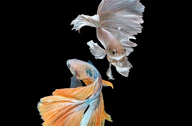 Gyilkos szépségek: a sziámi harcoshalak legalább olyan gyönyörűek, mint amilyen agresszívak
