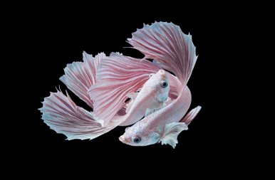 Gyilkos szépségek: a sziámi harcoshalak legalább olyan gyönyörűek, mint amilyen agresszívak