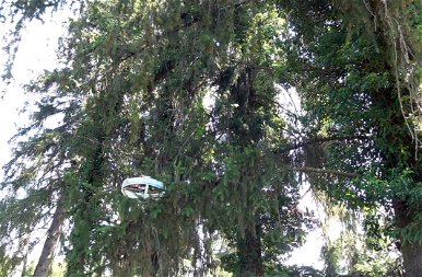 Egy UFO-szerű tárgy járja az erdőket és DNS-t gyűjt be