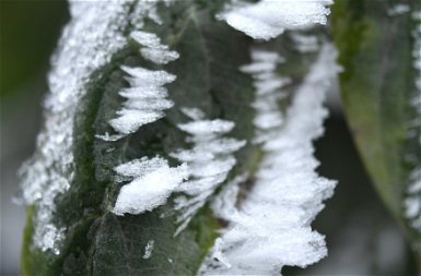 A tél semmit sem kímél: még a legszebb növényeket is fagykalitkába zárja