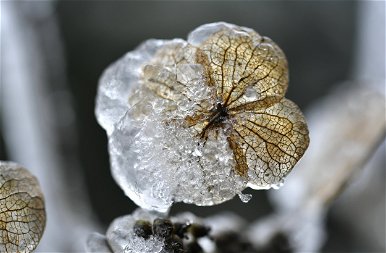 A tél semmit sem kímél: még a legszebb növényeket is fagykalitkába zárja